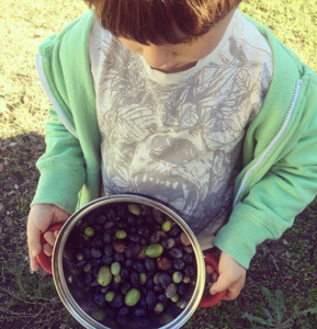 olive-picking-portugal